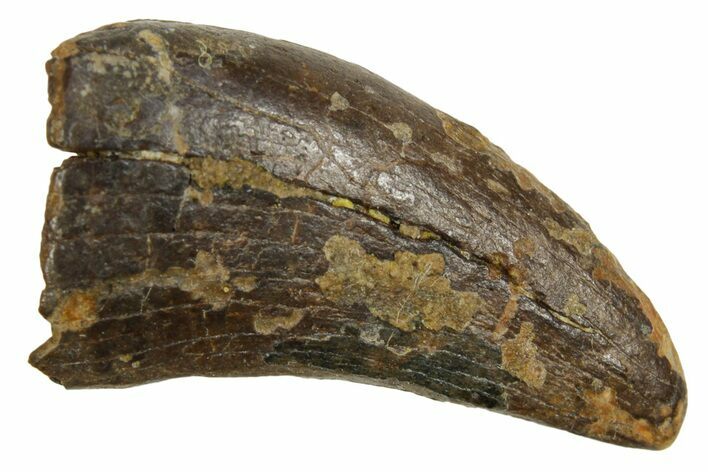 Fossil Tyrannosaur (Nanotyrannus) Tooth - Wyoming #379737